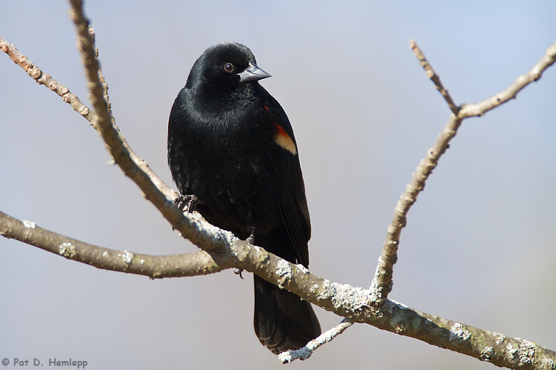 Resting Blackbird 