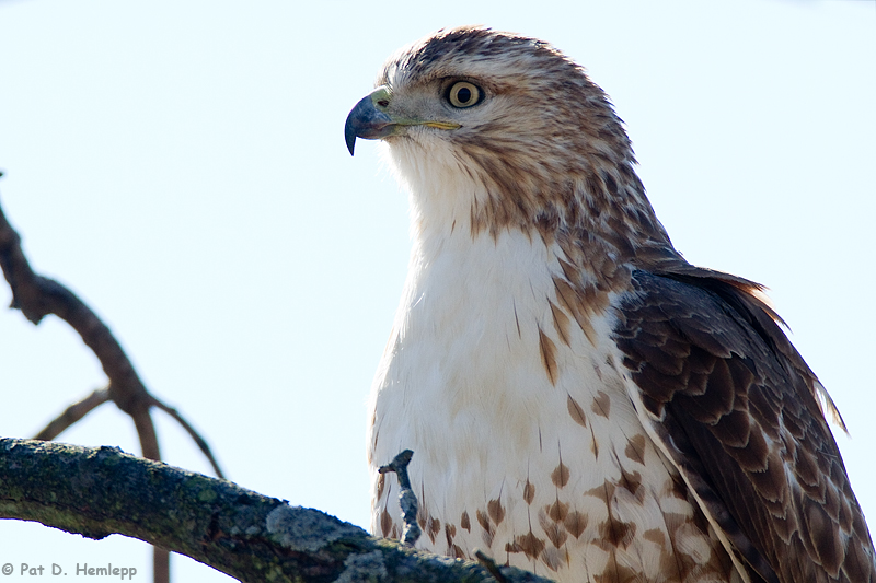 Young hawk 