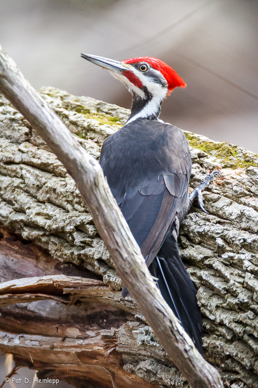 Alert Woodpecker 