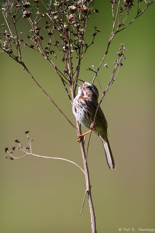 Singing in sun 
