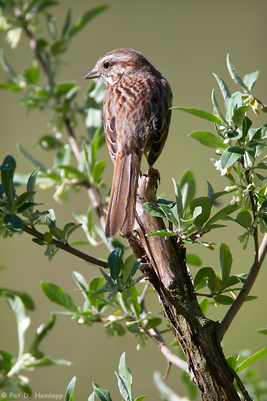 Sparrow and leaves 