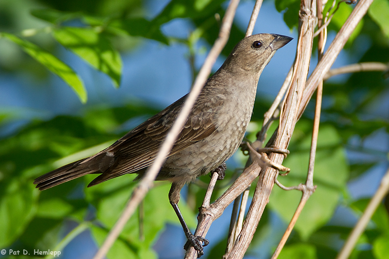 Cowbird in tree