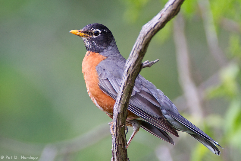 American Robin