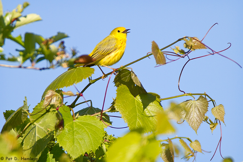 Singing Warbler 