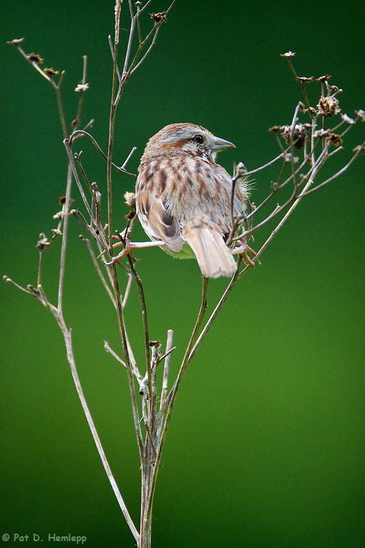 Sparrow on green 