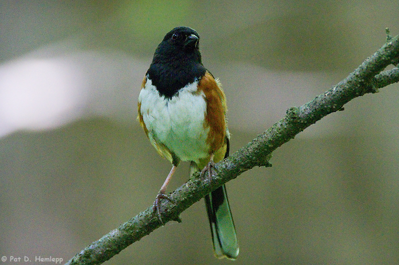 Towhee in woods 