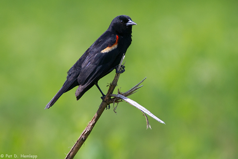 Posing Blackbird 