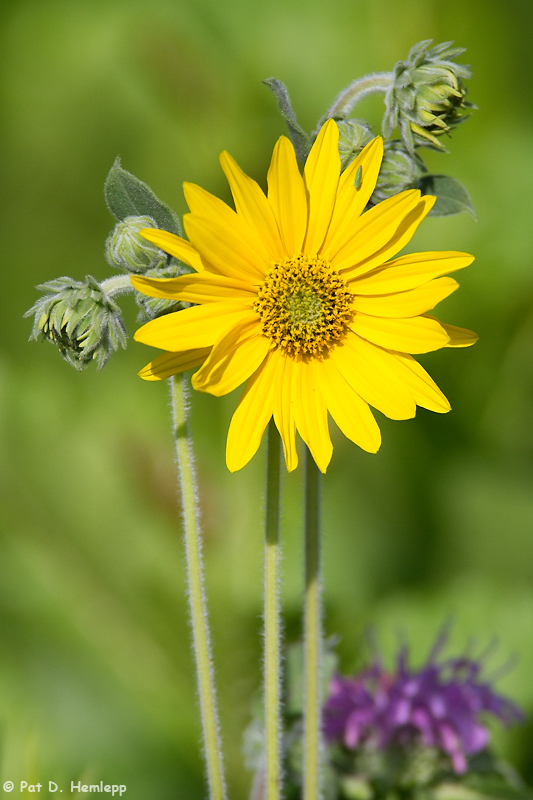 Yellow on green 