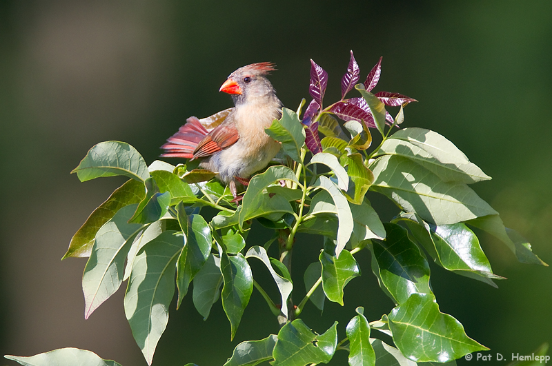 Cardinal in field 