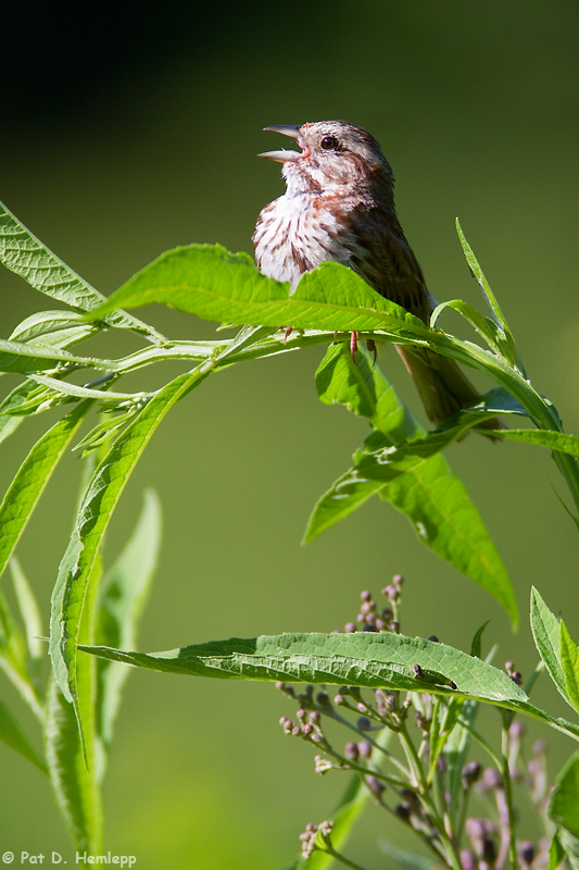 Singing Sparrow 