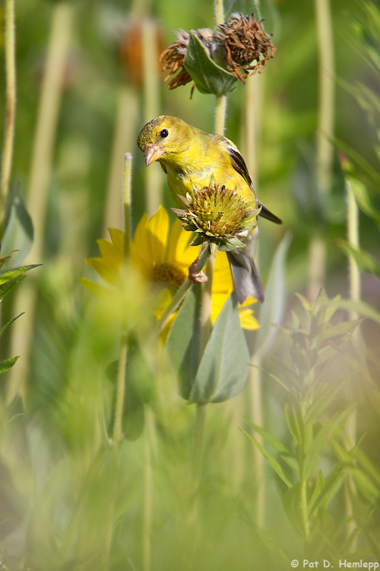 In a field 