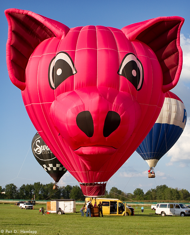 Pig headed 