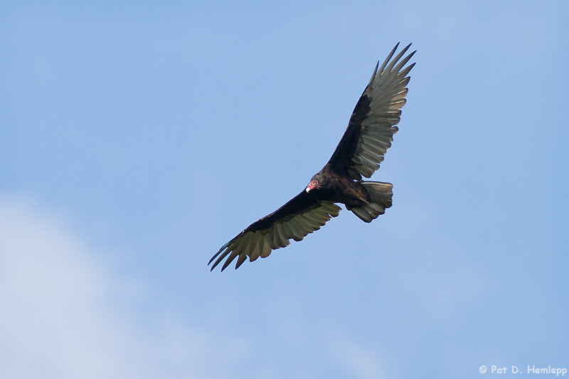 Vulture in flight 