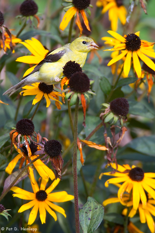 With flowers 