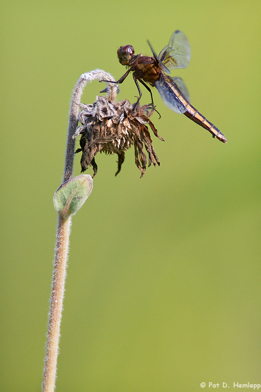 Dragonfly 