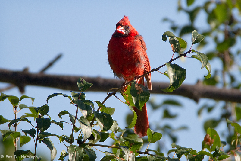 Cardinal in sun