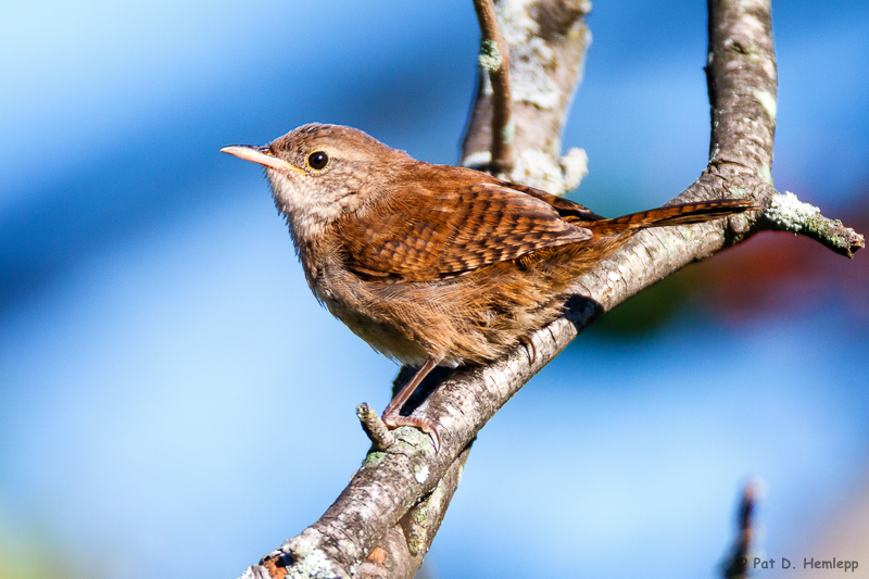 House Wren