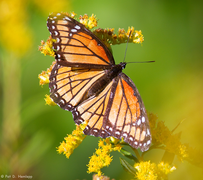 Monarch in field