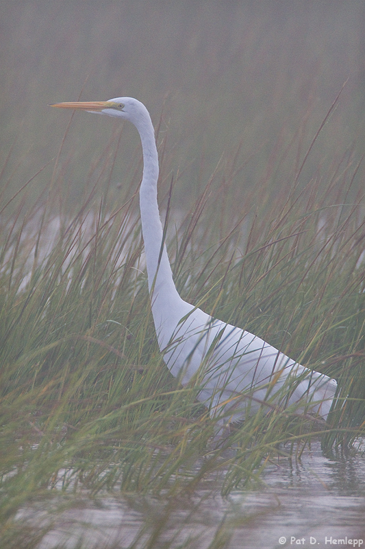 In a fog