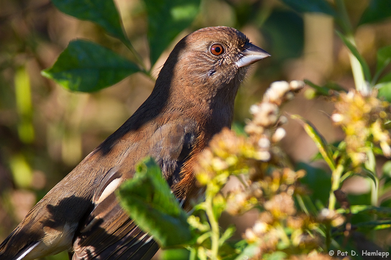 Towhee in bush