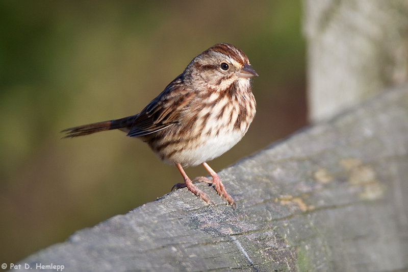 Sparrow on fence
