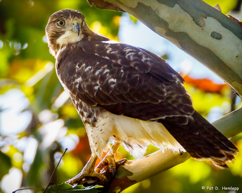 In a tree