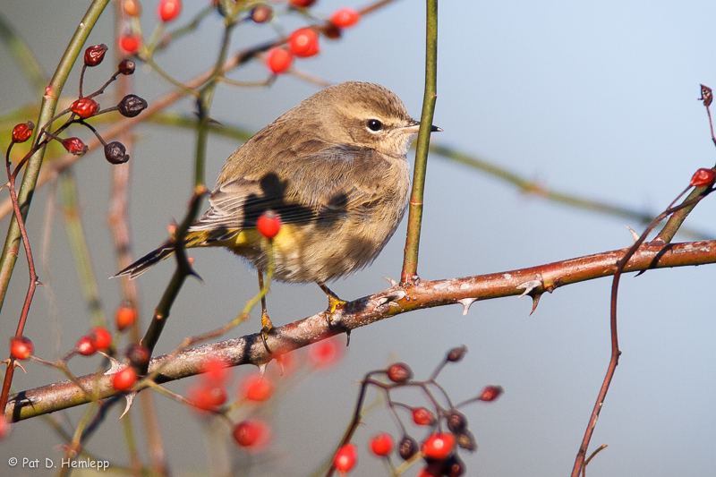 With berries