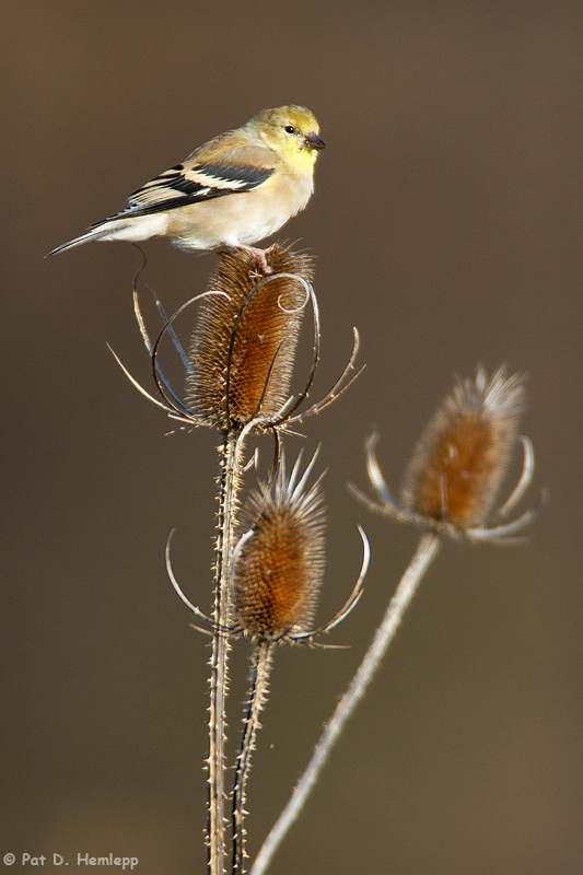 Feeding time