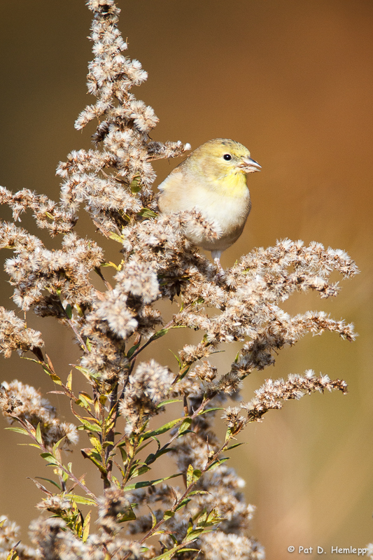 In a fall field