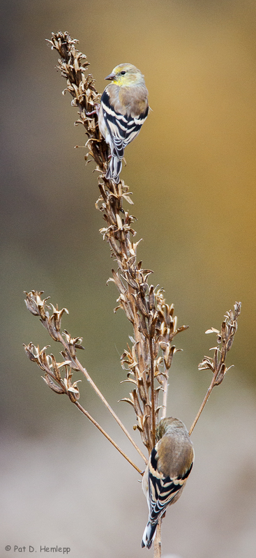 Pair of Goldfinch