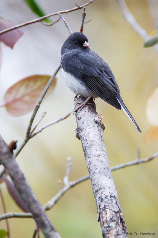 Junco looking back