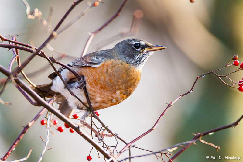 Robin with berries