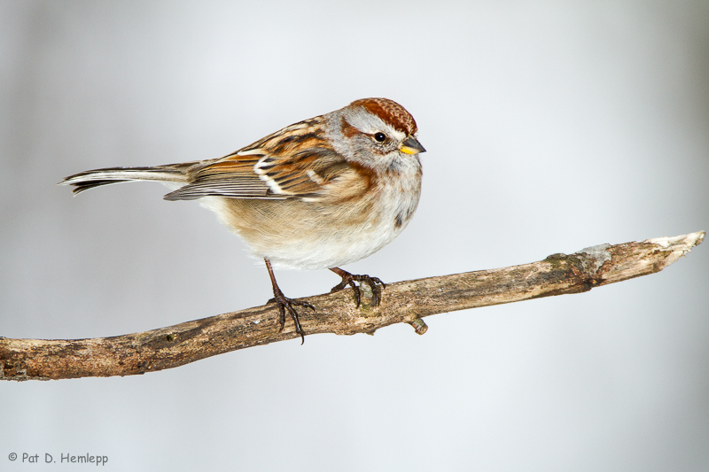 Tree Sparrow on white