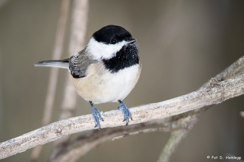 Chickadee stare