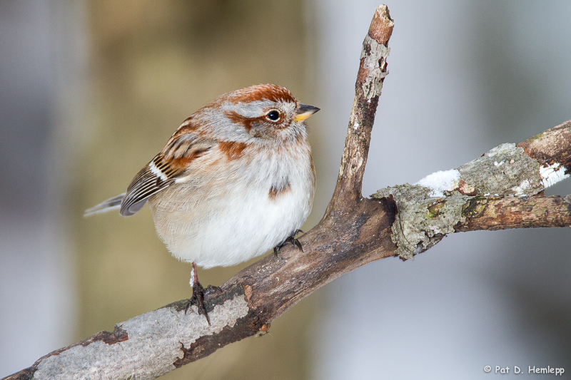 Tree Sparrow on limb