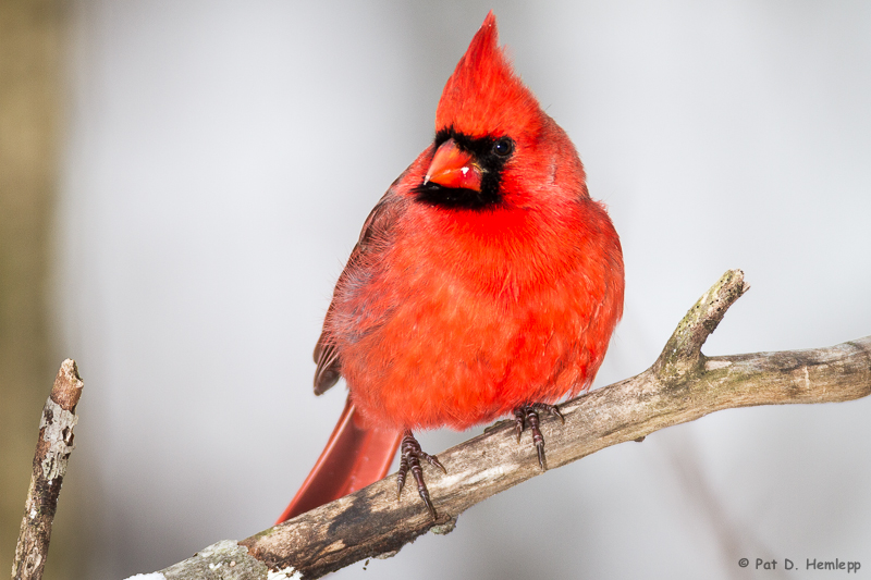 Resting Cardinal