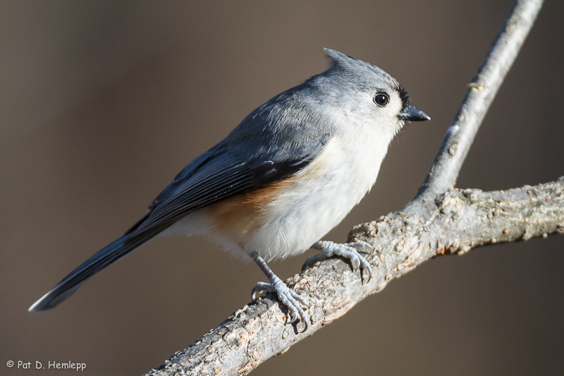 Titmouse profile