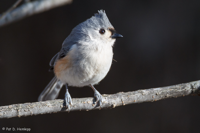 Titmouse in sun