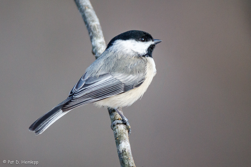 Chickadee profile