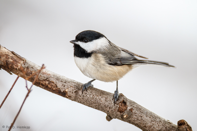 Chickadee on white