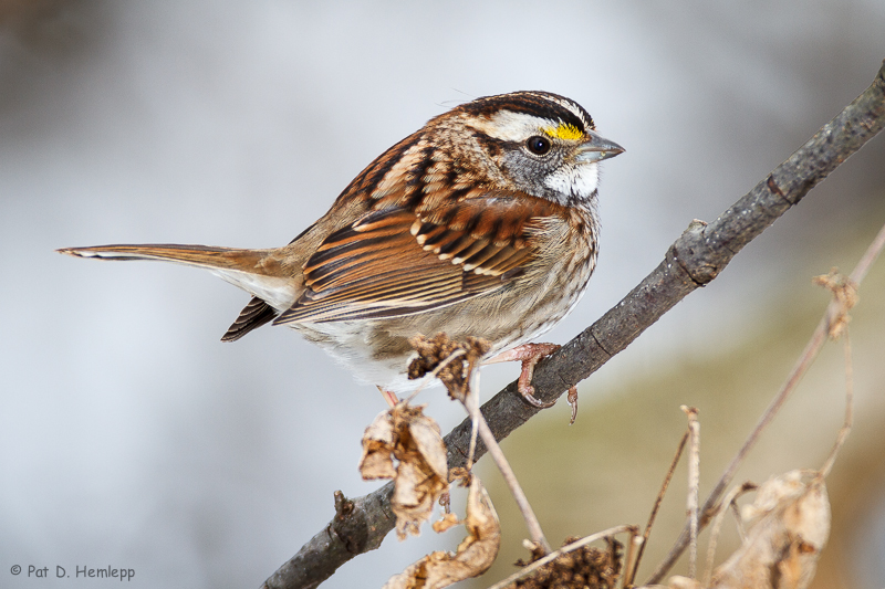 Winter perch