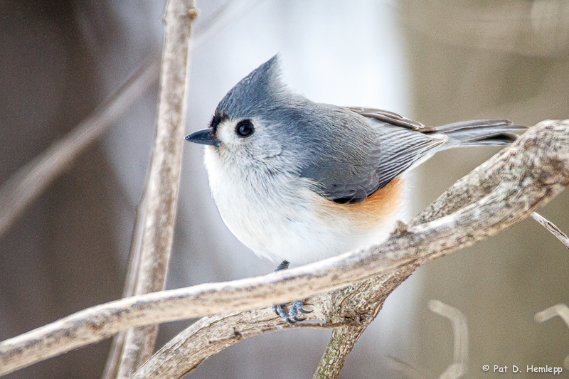 Tufted Titmouse