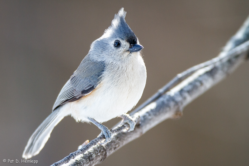 Alert Titmouse