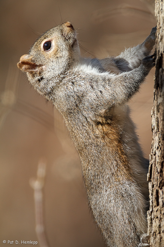 Squirrel on tree
