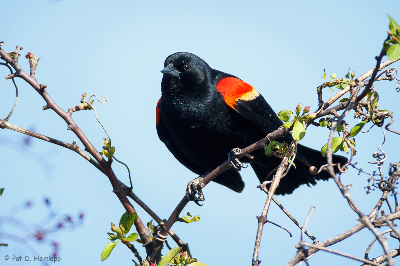 On a bush