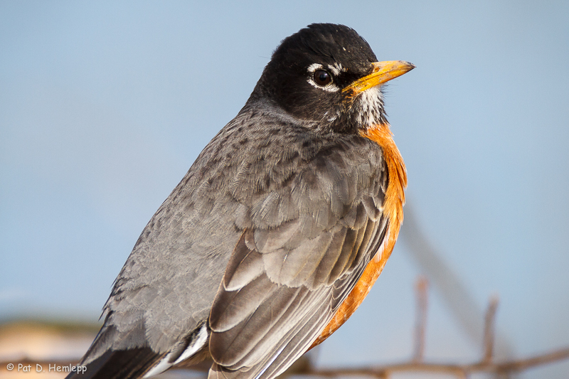 Robin up close