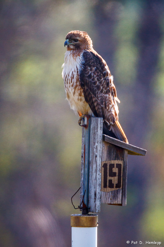 Perched on top