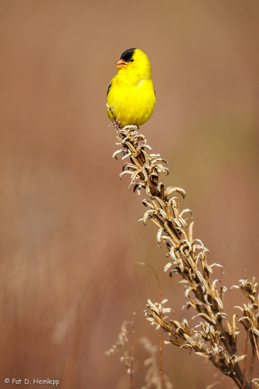 Touch of yellow