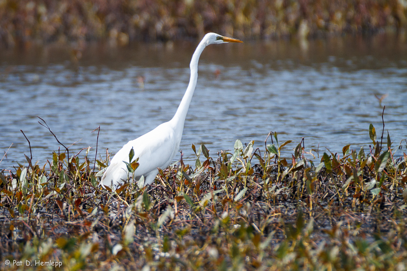 Egret and plants