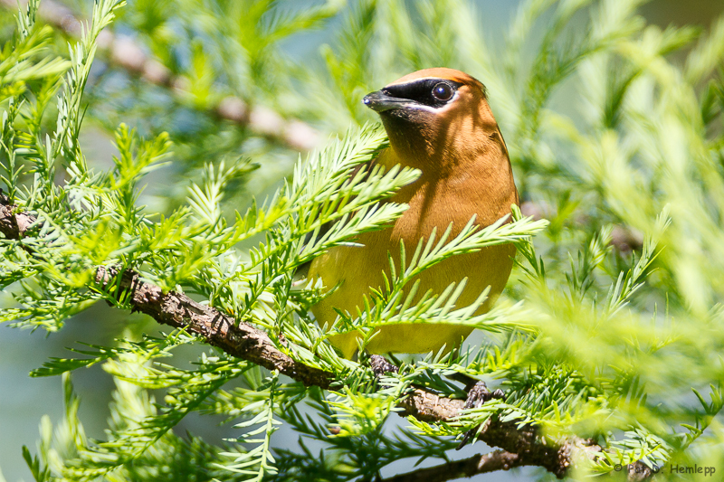 Waxwing in pine